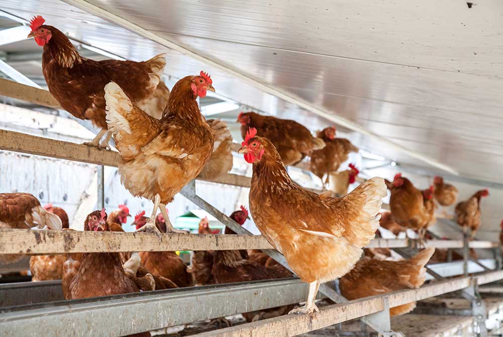 China Launches First-Ever Cage-Free Standard