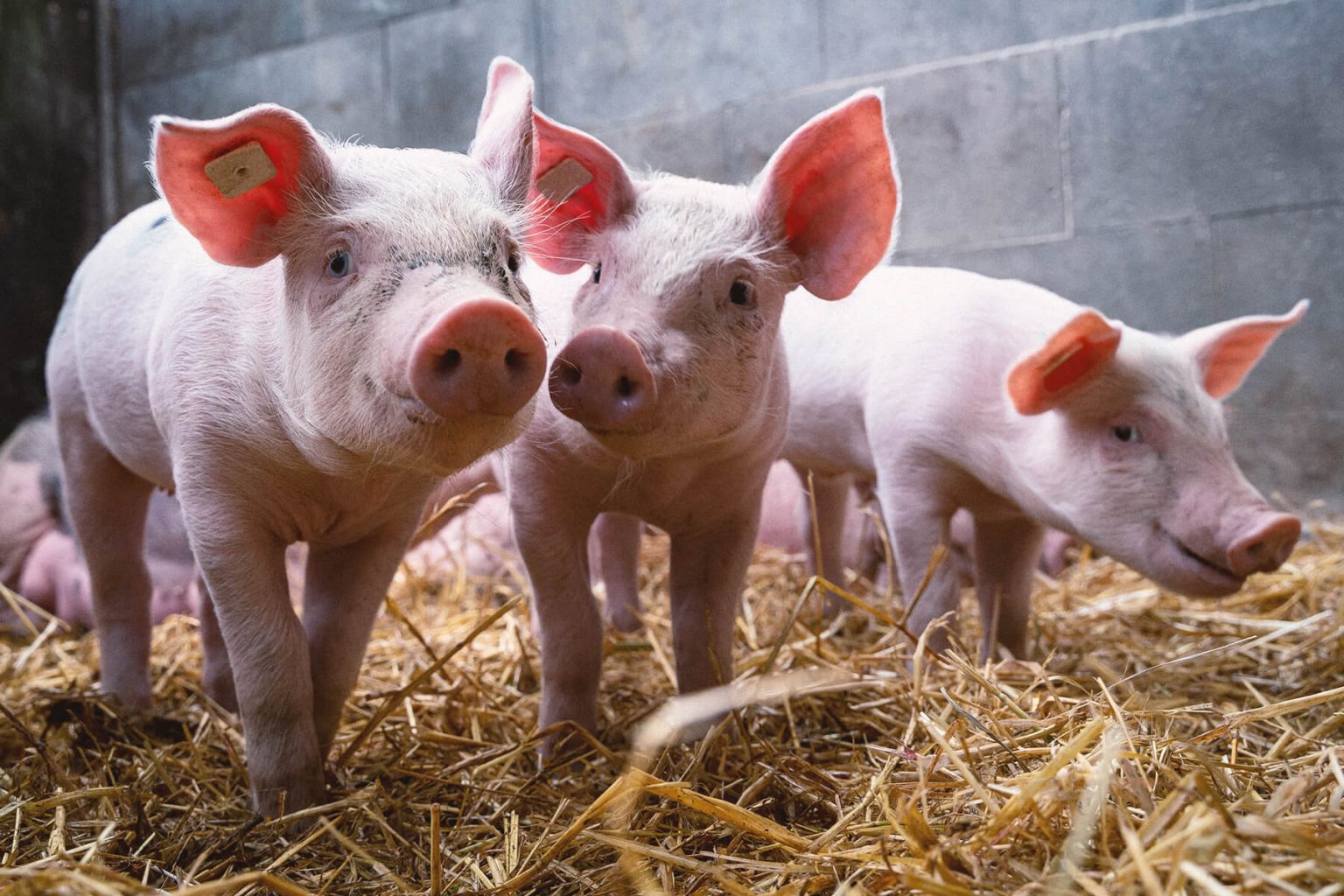 Home Lever Foundation